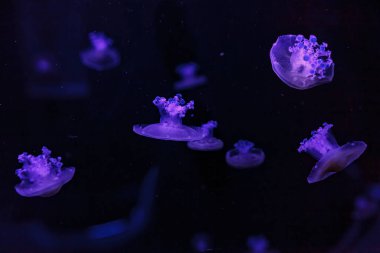 Akdeniz denizanaları su altında makro ateş ediyorlar. Yaklaşın.