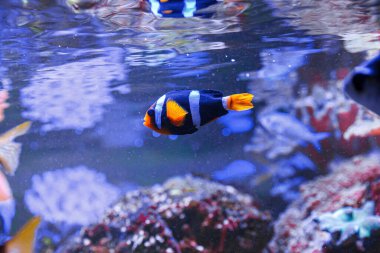 macro photography underwater Amphiprion clarkii, Yellowtail clownfish close up
