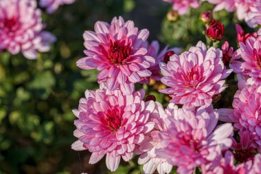 güzel kasımpatı çiçeği çalıları pembe renkler kapanıyor