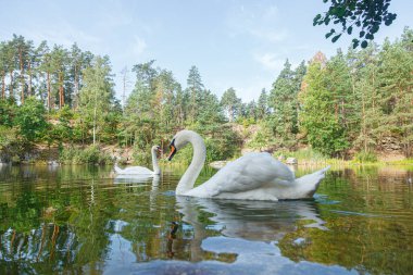 Üzerinde mavi gökyüzü olan kuğuların yüzdüğü güzel bir göl.