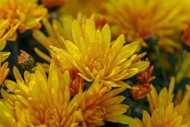 Güzel sarı kasımpatı çalıları. Yakın plan.