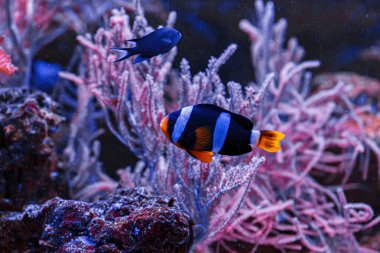 macro photography underwater Amphiprion clarkii, Yellowtail clownfish close up
