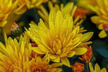 Güzel sarı kasımpatı çalıları. Yakın plan.