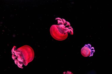 makro fotoğrafçılık sualtı rizostoma luteum denizanası. Kapatın.