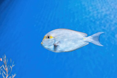 Underwater shot of fish Acanthurus mata close-up