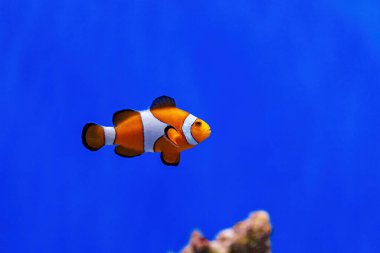 Underwater shot of fish Amphiprion ocellaris close up clipart