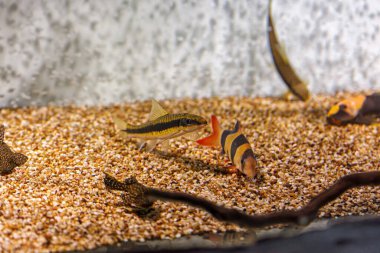 Underwater shot of fish Chromobotia macracanthus close up