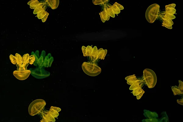 Tiro Macro Lychnorhiza Lucerna Bajo Agua Cerca —  Fotos de Stock
