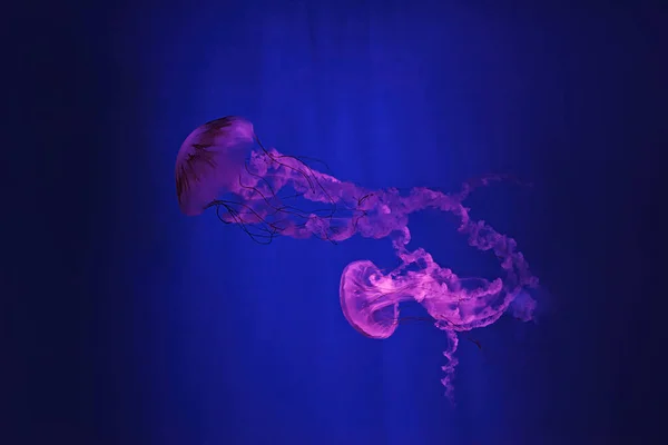 Макросъемка Водой Chrysaora Plocamia Медузы Крупным Планом — стоковое фото