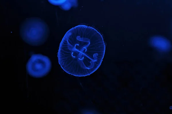 Shooting Macro Jellyfish Aurelia Aurita Underwater Close — Stock fotografie