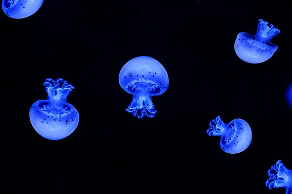 Shooting Macro Jellyfish Spotted Lagoon Underwater Close — Stock fotografie
