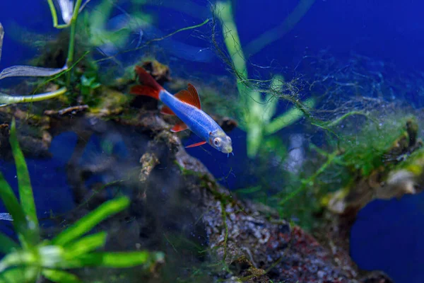 Podwodny Strzał Ryby Labeo Frenatus Glofish Zbliżenie — Zdjęcie stockowe
