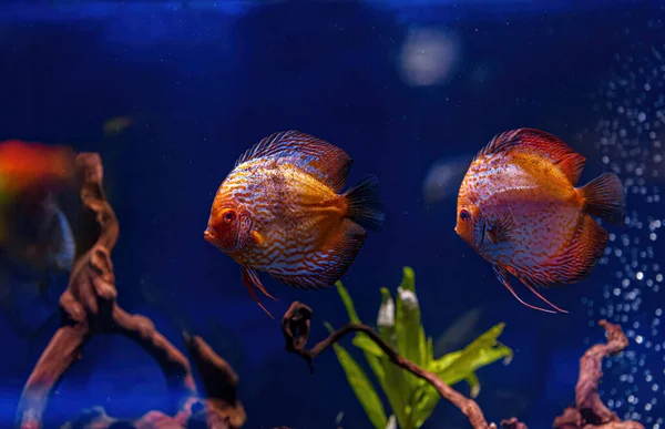 Underwater Shot Symphysodon Fish Close — Stock Photo, Image