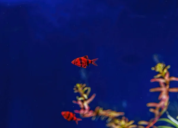 Underwater Shot Glofish Fish Close — 图库照片