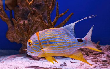 Underwater shot of fish Symphorichthys spilurus close up