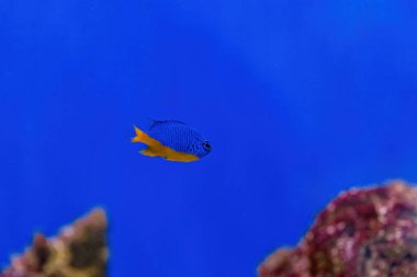 Underwater shot of fish Chrysiptera hemicyanea close up