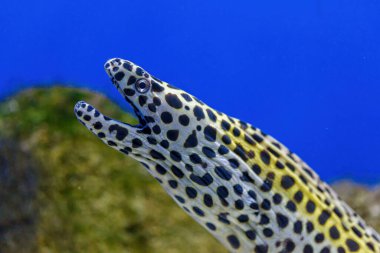Underwater shot of Gymnothorax favagineus fish close up