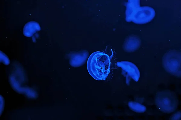 Shooting Macro Jellyfish Aurelia Aurita Underwater Close — Foto de Stock