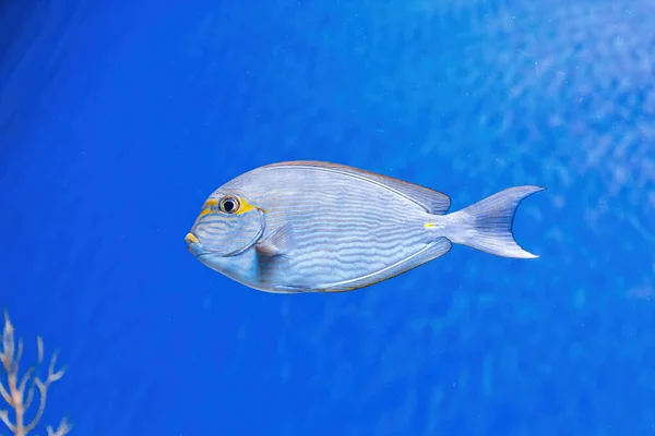 Underwater Shot Fish Acanthurus Mata Close — Φωτογραφία Αρχείου