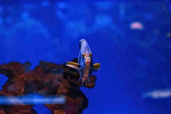 Underwater Shot Fish Pomacanthus Semicirculatus Close — ストック写真