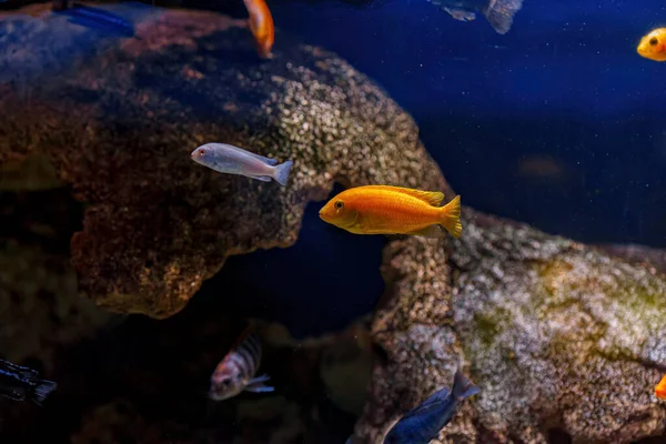 Podwodne Ujęcie Ryb Cichlidae Zbliżenie — Zdjęcie stockowe