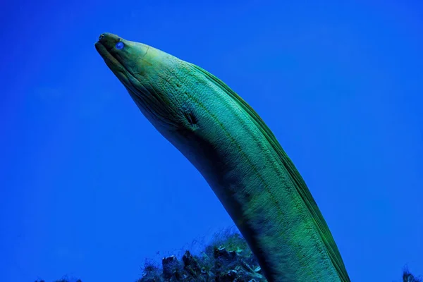 Underwater Shot Fish Gymnothorax Funebris Close — Stock Photo, Image