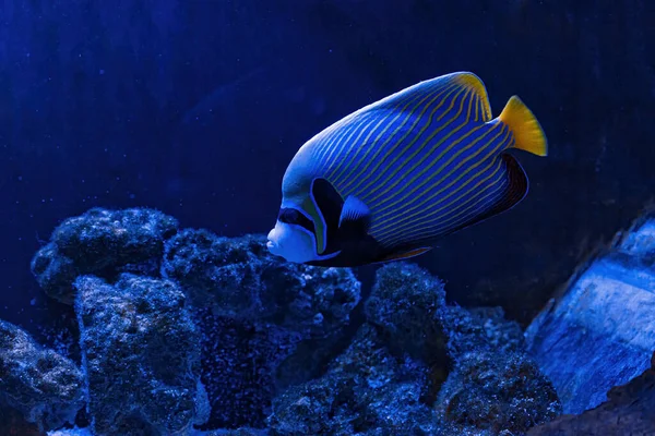 Underwater Shot Pomacanthus Imperator Fish Close — Stock Photo, Image