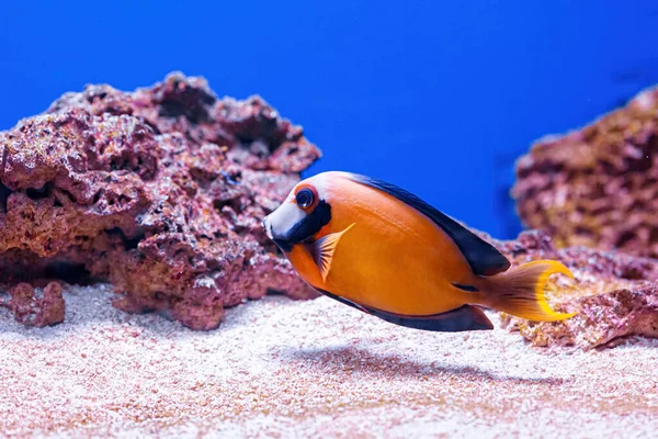 Underwater Shot Fish Acanthurus Pyroferus Close — Stock Photo, Image