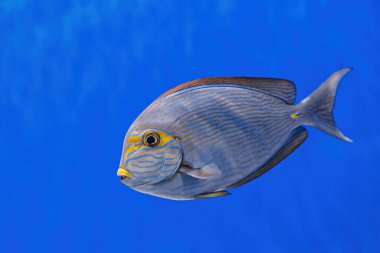 Underwater shot of fish Acanthurus mata close-up