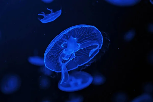 Shooting Macro Jellyfish Aurelia Aurita Underwater Close — Fotografia de Stock