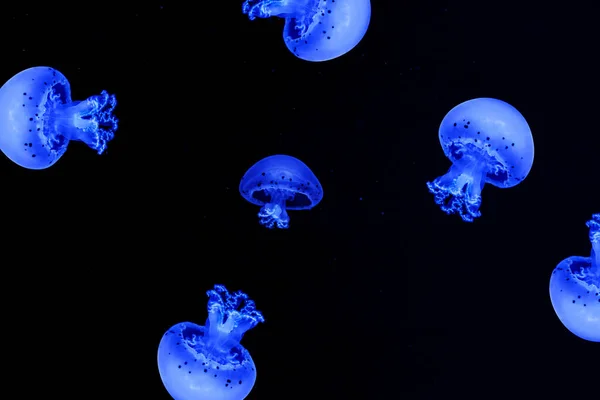 Shooting Macro Jellyfish Spotted Lagoon Underwater Close — 图库照片
