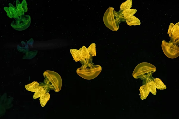 Schieten Macro Lychnorhiza Lucerna Onderwater Close — Stockfoto
