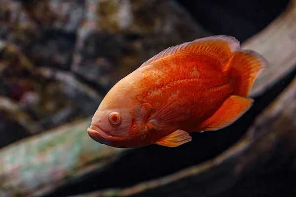 Unterwasseraufnahmen Von Oscar Fischen Fischen Aus Nächster Nähe — Stockfoto