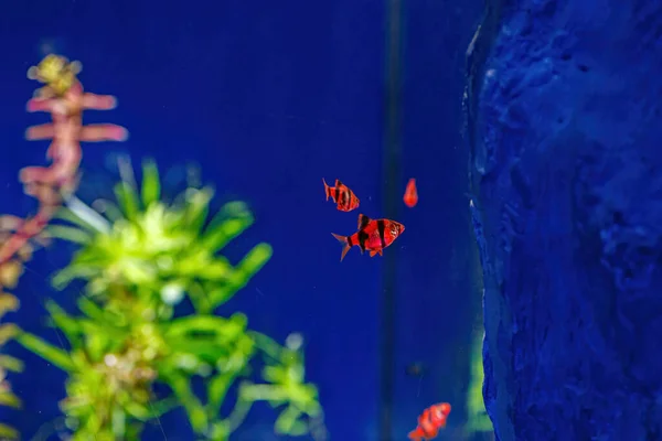 Underwater shot of a glofish fish close up