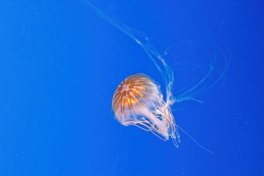 makro fotoğrafçılık. Kuzey deniz ısırganı ya da kahverengi denizanası. Yakın çekim.