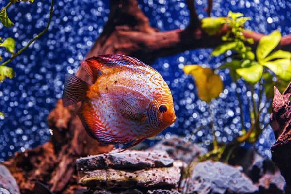 Underwater Shot Symphysodon Fish Close — стоковое фото