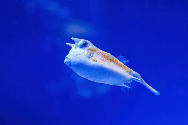 Underwater Shot Fish Lactoria Cornuta Close — Stock Photo, Image