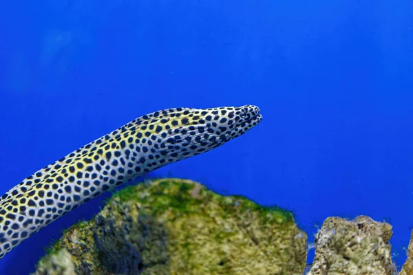 Underwater shot of Gymnothorax favagineus fish close up