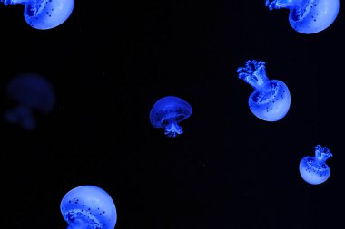 Shooting macro Jellyfish Spotted Lagoon underwater close up