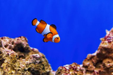 Underwater shot of fish Amphiprion ocellaris close up