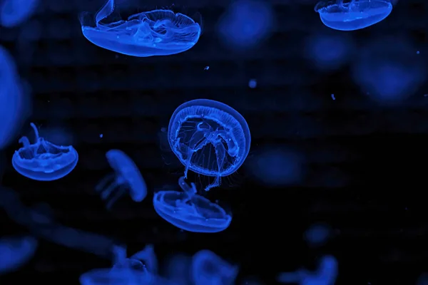 Shooting Macro Jellyfish Aurelia Aurita Underwater Close — Stockfoto
