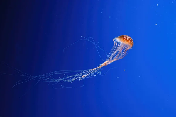 Macro Photography Underwater Northern Sea Nettle Brown Jellyfish Jellyfish Close —  Fotos de Stock