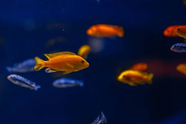 Podwodne Ujęcie Ryb Cichlidae Zbliżenie — Zdjęcie stockowe