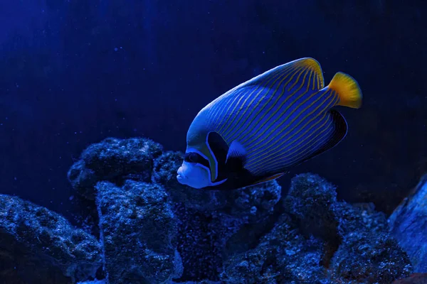 Underwater Shot Pomacanthus Imperator Fish Close — Stock fotografie