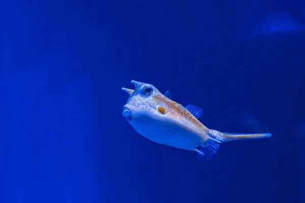 Underwater Shot Fish Lactoria Cornuta Close — Foto Stock