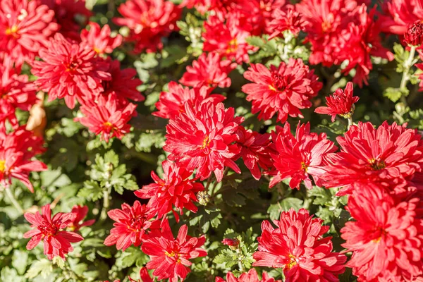 Mooie Struiken Van Chrysant Bloemen Rode Kleuren Close — Stockfoto