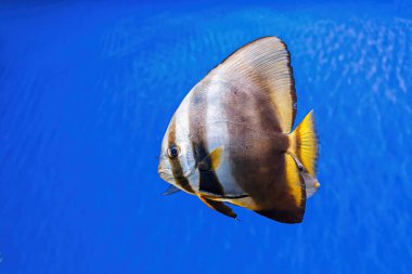 Underwater shot of fish Platax orbicularis close up