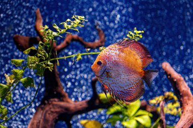 Underwater shot of Symphysodon fish close-up