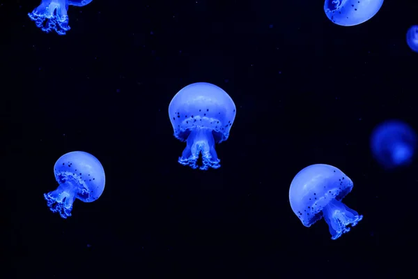 Shooting Macro Jellyfish Spotted Lagoon Underwater Close — Zdjęcie stockowe