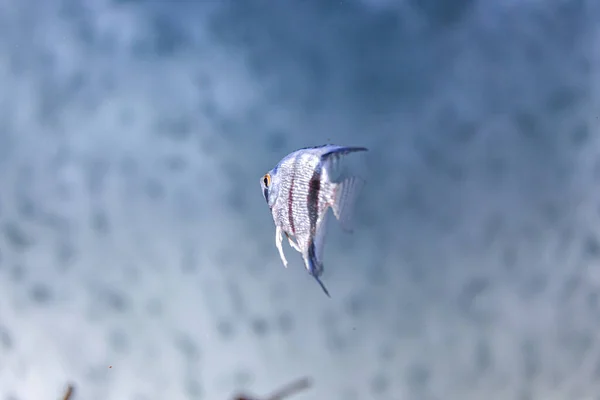 Underwater Shot Fish Pterophyllum Scalare Altum Close — Foto Stock